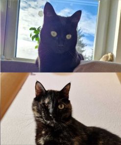 Bollina und Bollicina