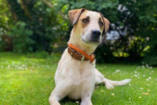 Kiky auf der neuen Pflegestelle