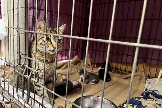 Katzenmutter mit Kitten in einem kleinem Käfig