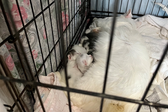 Katzenmutter mit Kitten in einem kleinem Käfig