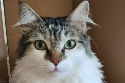 Carlotta