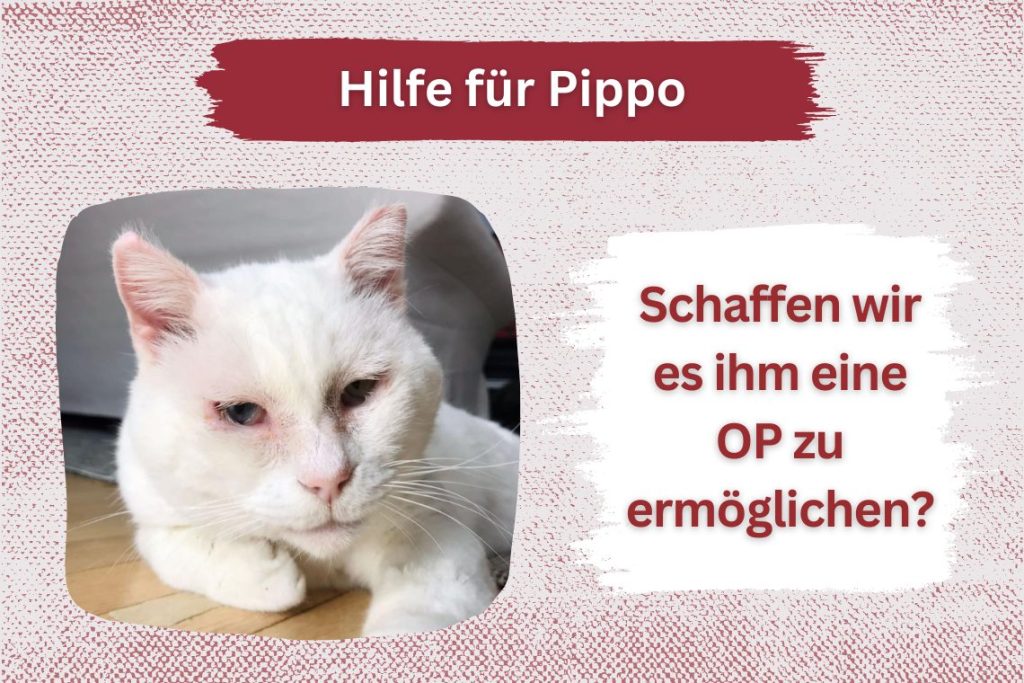 Pippo – Hilf uns, seine Augen zum Strahlen zu bringen