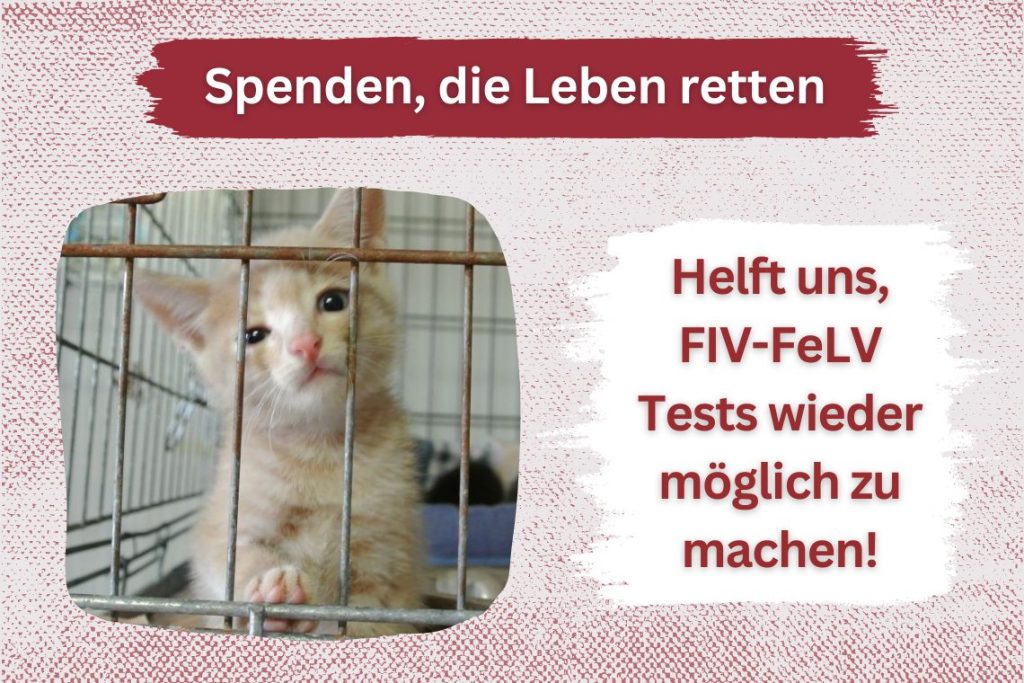 Spende FIV-FeLV Tests für Katzen und rette Leben!