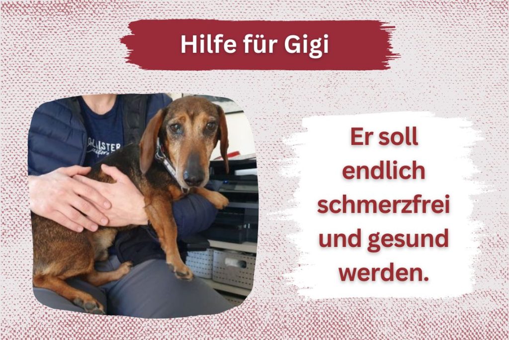 Gemeinsam für Dackel Gigi – Deine Hilfe zählt!