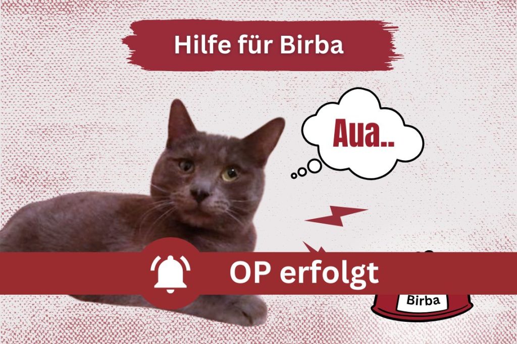 Katerchen Birba konnte operiert werden und sagt Danke!