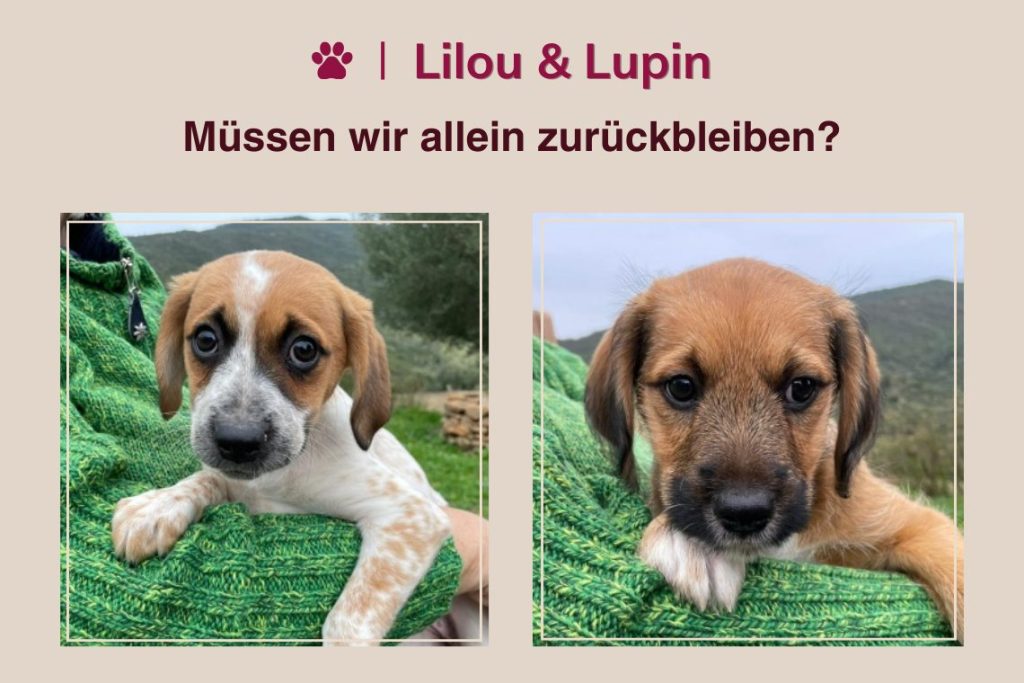 Lilou und Lupin – Müssen wir allein zurückbleiben?
