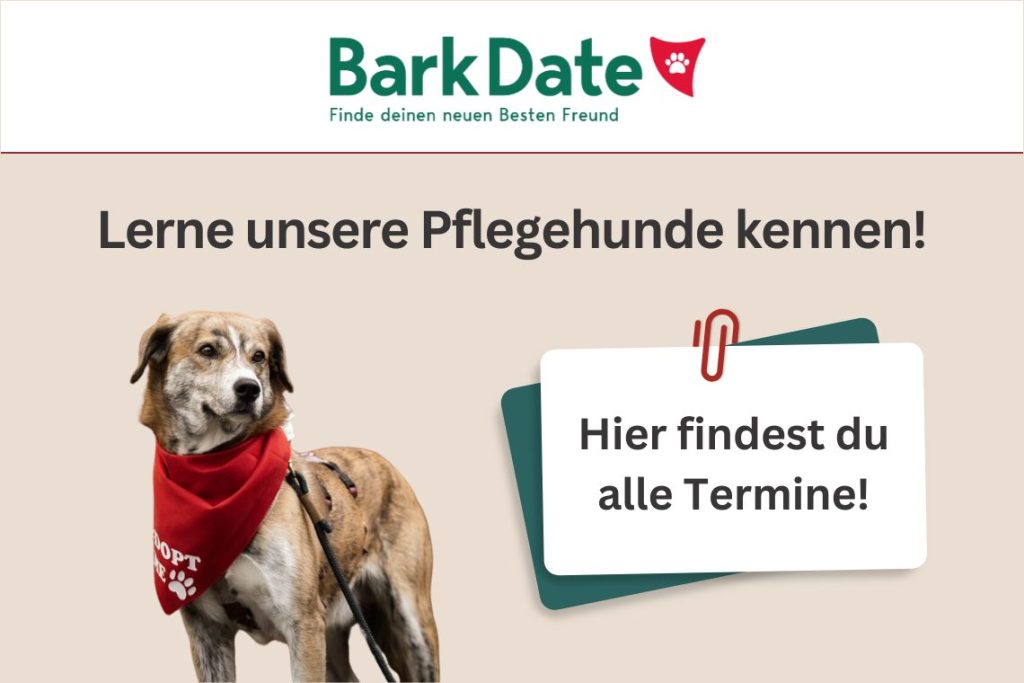 Bark Date – Finde deinen neuen Besten Freund