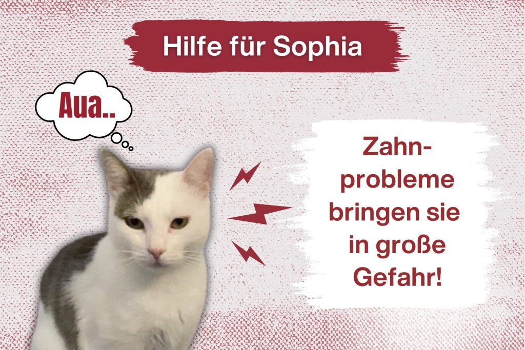 Sophias Rettung: Wir müssen handeln, bevor es zu spät ist!