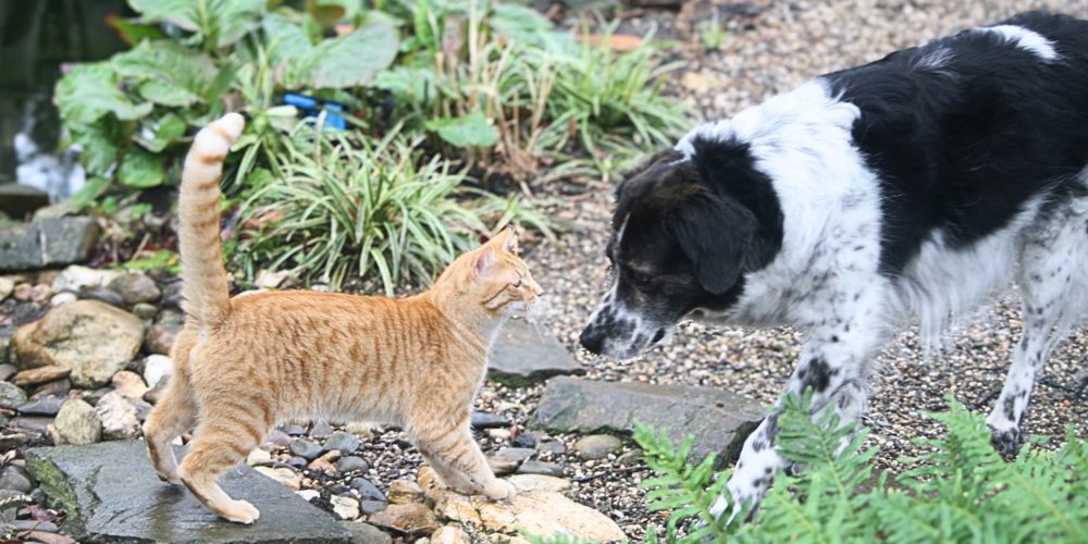 Hund und Katz – Gegensätze wie schwarz und weiß – oder doch Yin und Yang?