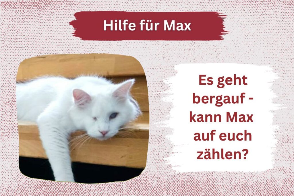 Pechvogel Max – Bitte unterstützt ihn weiterhin!