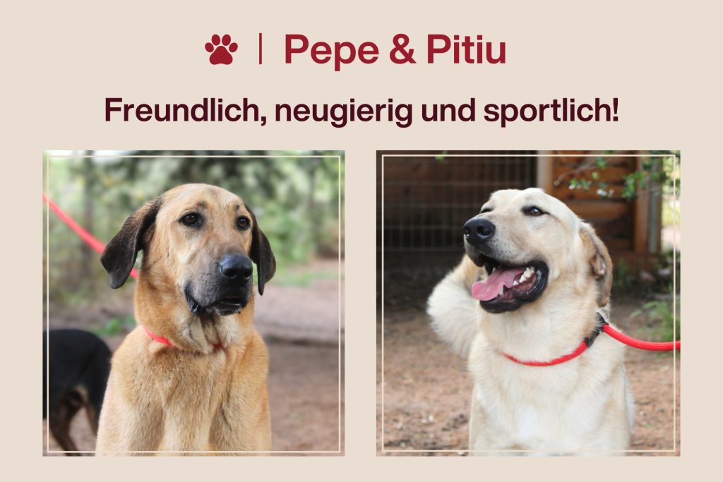 Pepe & Pitiu – Freundliche Jungs suchen aktives Zuhause