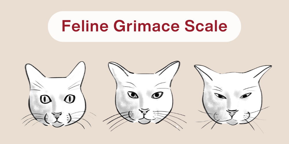 Schmerzen bei der Katze – Feline Grimace Scale
