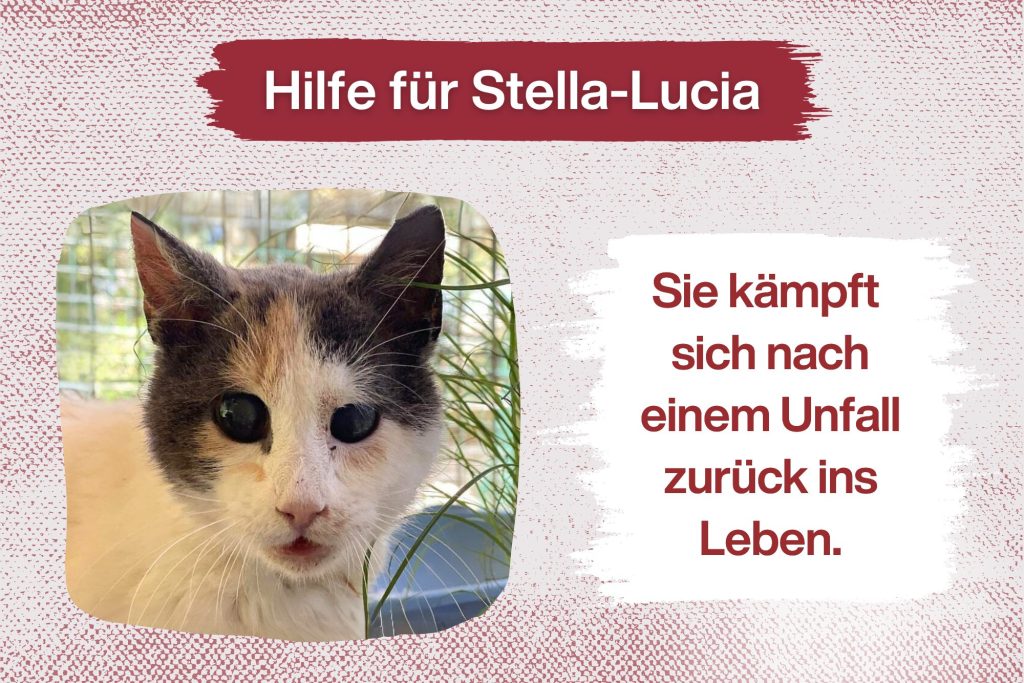 Stella-Lucia – Ich will zurück ins Leben