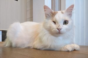 Kater Alaska