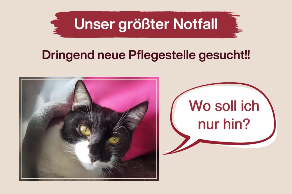 Filou – Dringend neue Pflegestelle gesucht!!