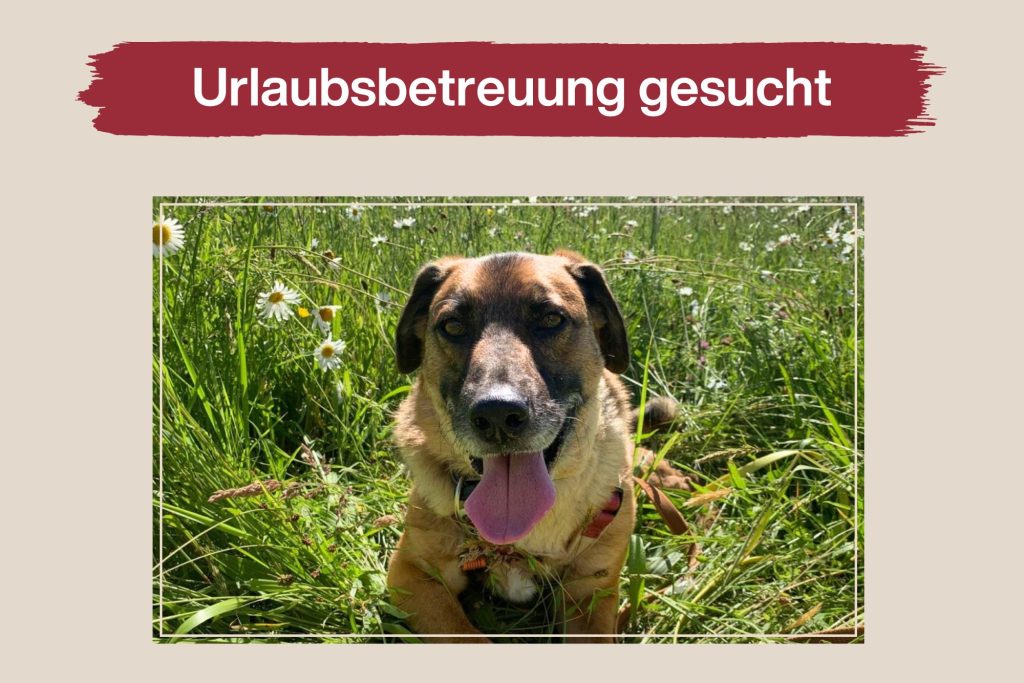 Rex sucht eine Urlaubsbetreuung