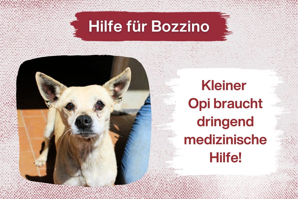 Bozzino braucht Hilfe – Sei sein Licht in der Dunkelheit!