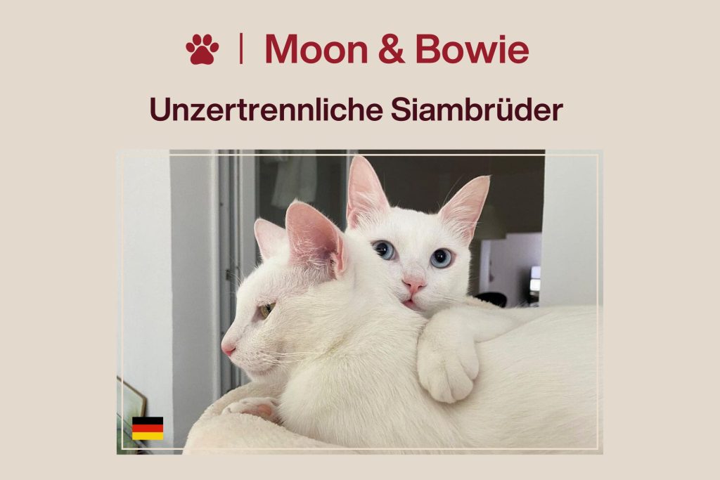 Moon & Bowie – Zwei Brüder sind wieder auf der Suche!