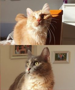 Katzen Simba und Bijoux