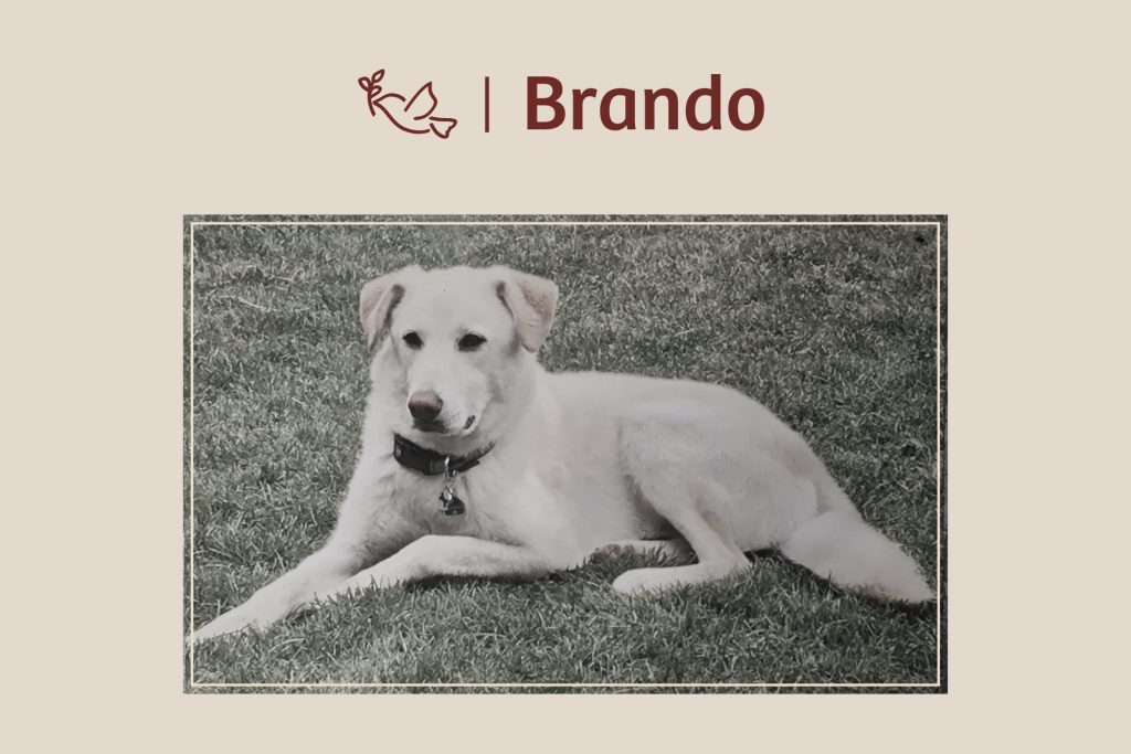 Brando – Abschied von meinem besten Freund