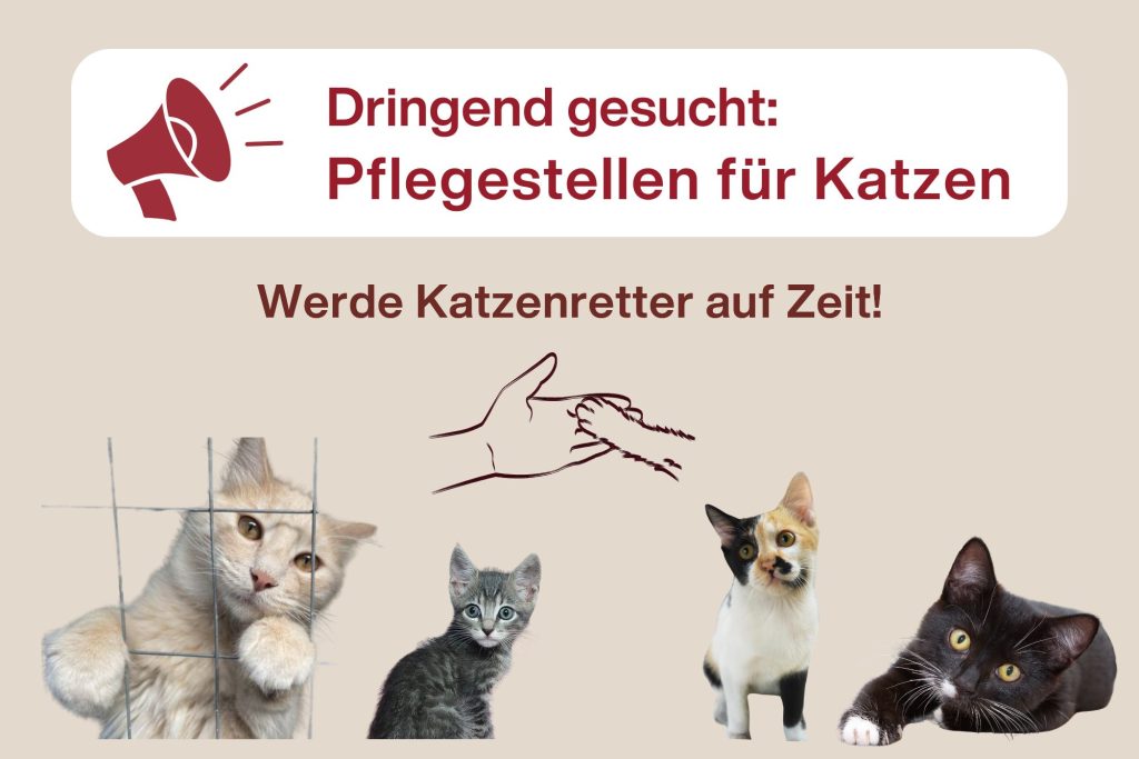 Werde Katzenretter auf Zeit – Pflegestellen dringend benötigt!