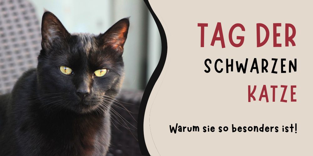 Tag der schwarzen Katze: Geheimnisvoll und missverstanden
