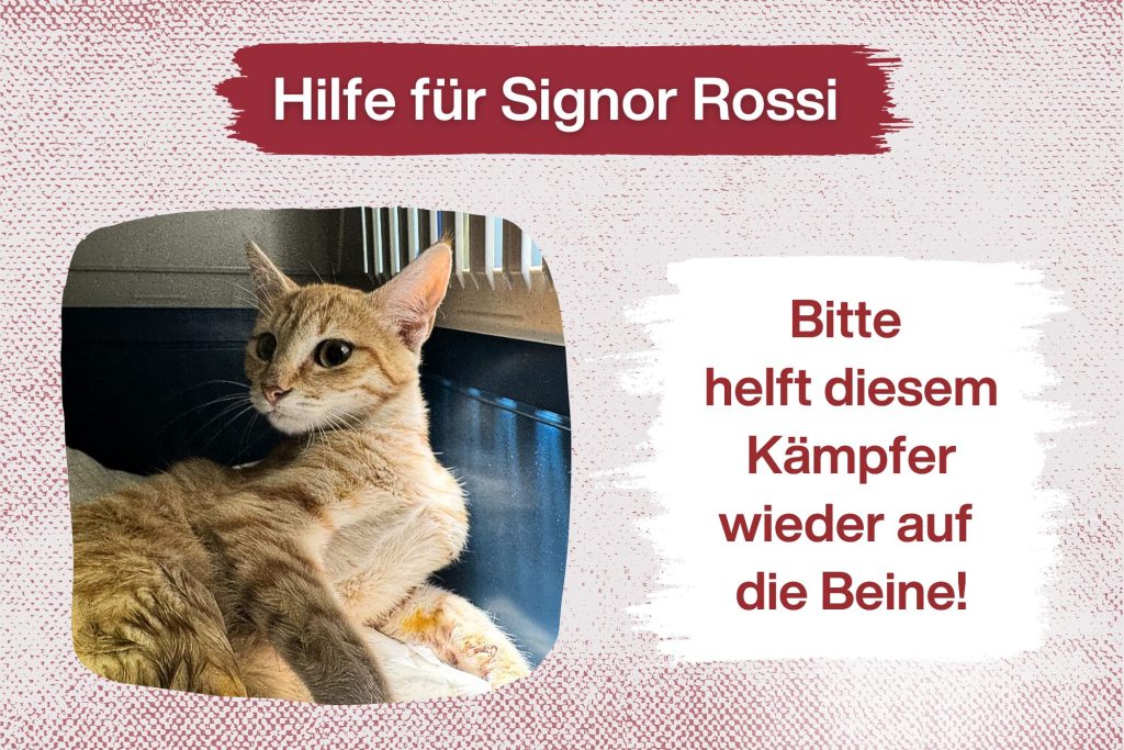 Signor Rossi – Liegengelassen im Straßengraben!