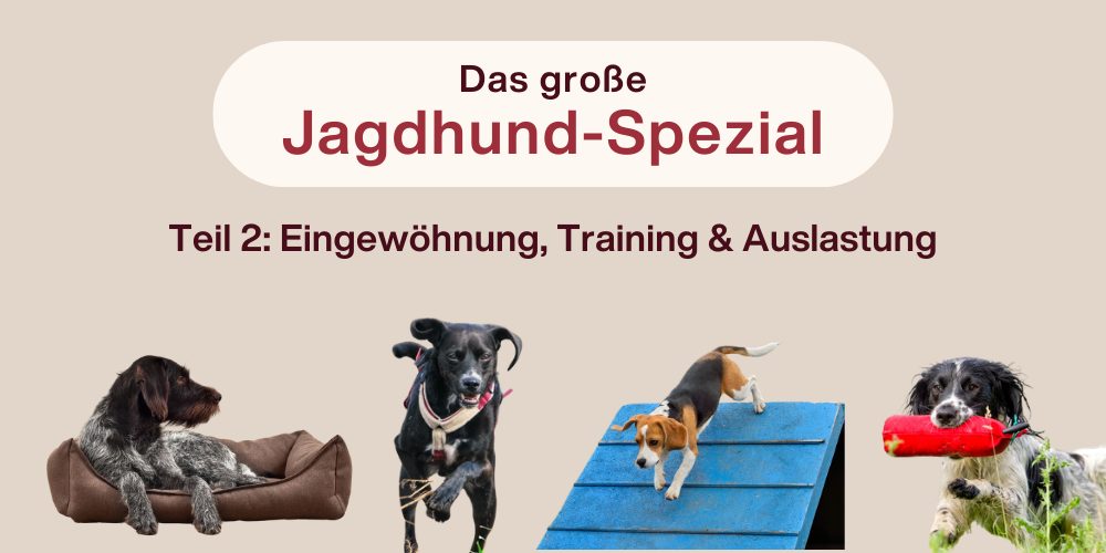 Das große Jagdhund-Spezial – Teil 2