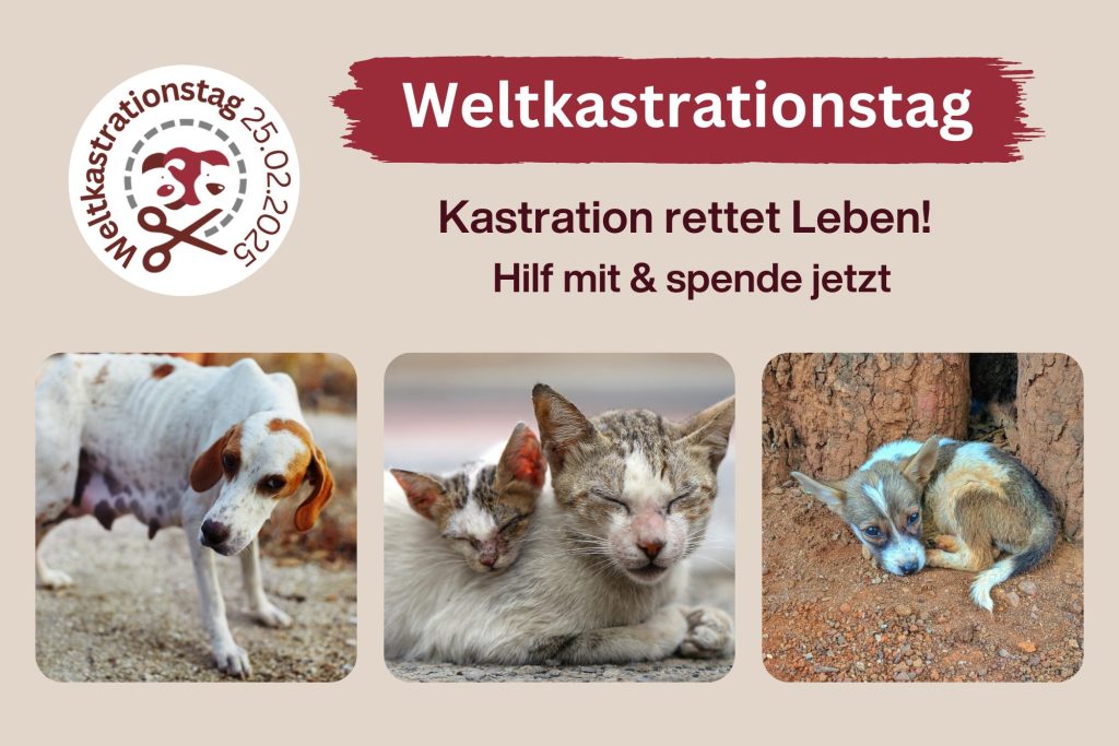 Nachhaltiger Tierschutz am Weltkastrationstag