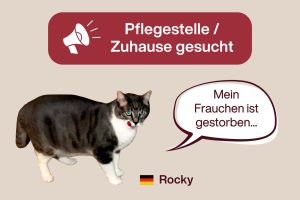 Kater Rocky