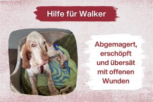 Rüde Walker