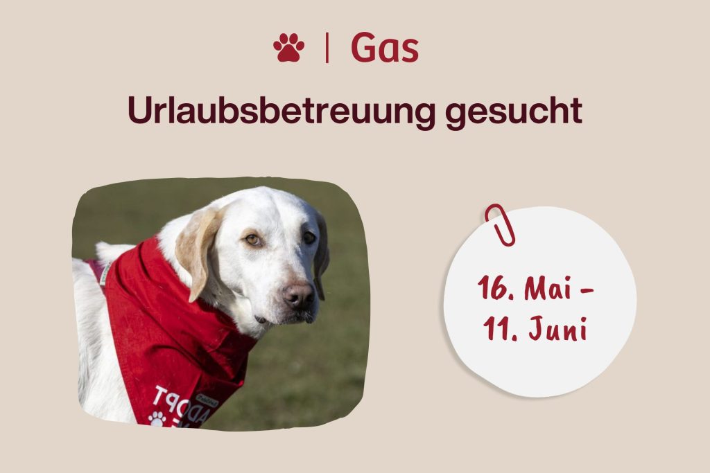 Urlaubsbetreuung gesucht für unseren Pflegehund Gas