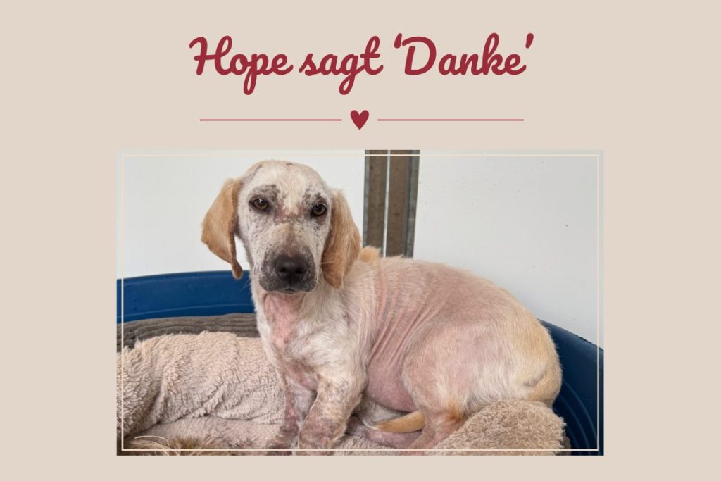 Hope – Ein kleines Wunder auf vier Pfoten