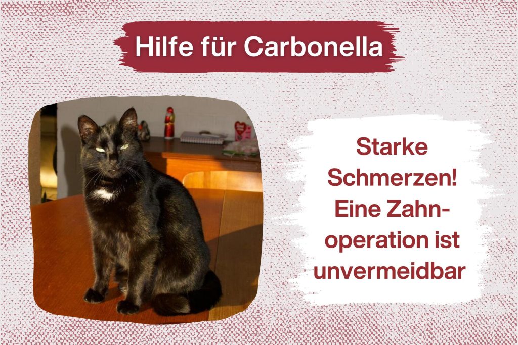Carbonella – Bitte hilf uns, ihre Zahnoperation zu ermöglichen!