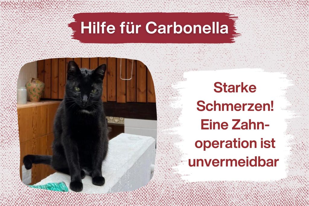 Carbonella – Ihre Schmerzen werden immer schlimmer!