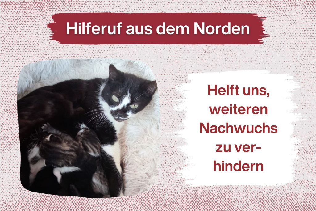 Notruf aus dem Norden – 12 Katzen brauchen unsere Hilfe!