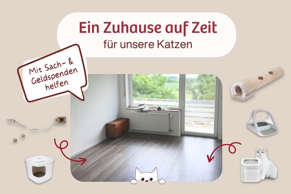 Ein Zuhause auf Zeit für unsere Katzen – Hilfst Du mit?