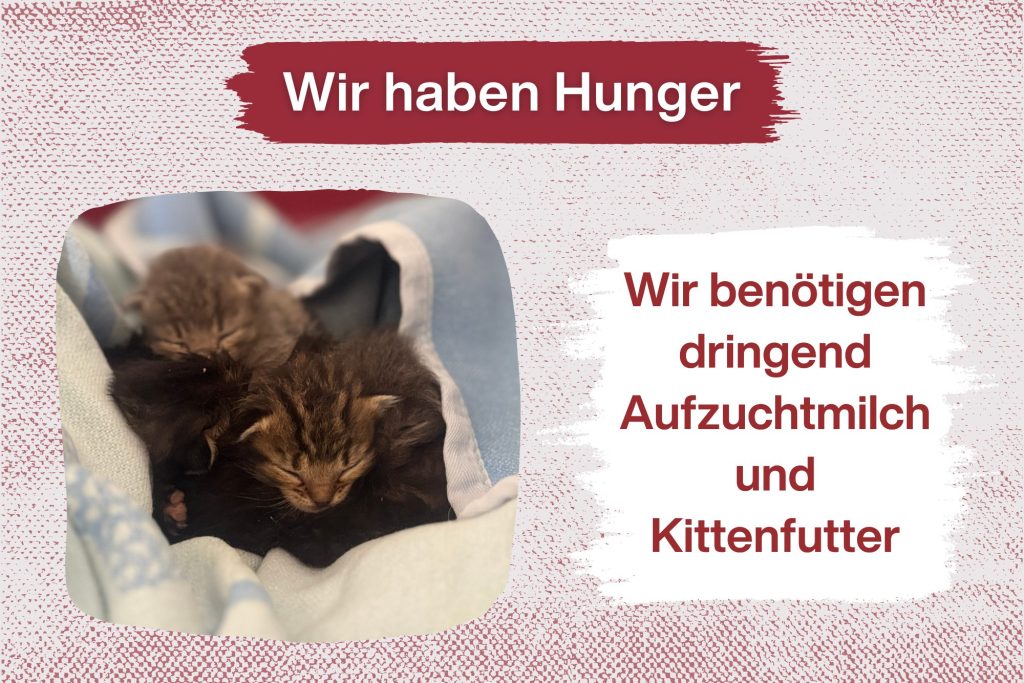 Neun Kitten brauchen jetzt deine Hilfe