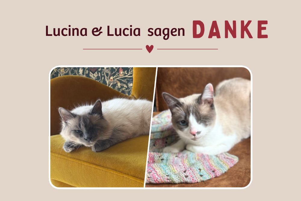 Lucina & Lucia – Zwei kleine Schmusetiger sagen Danke