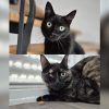 Katzen Bollina und Bollicina