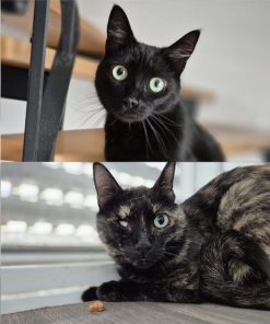 Katzen Bollina und Bollicina