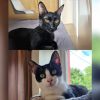 Katzen Pantera und Bianchina Juventina