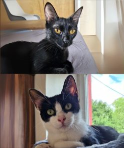 Katzen Pantera und Bianchina Juventina