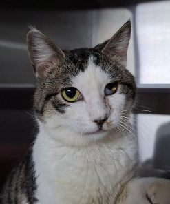 Kater Valentino Gino