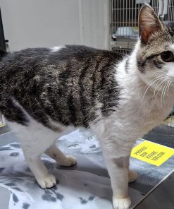 Kater Valentino Gino