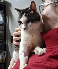 Kater Valentino Gino