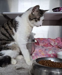 Kater Valentino Gino