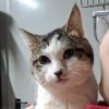 Kater Valentino Gino