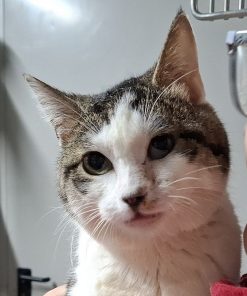 Kater Valentino Gino