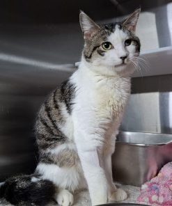 Kater Valentino Gino